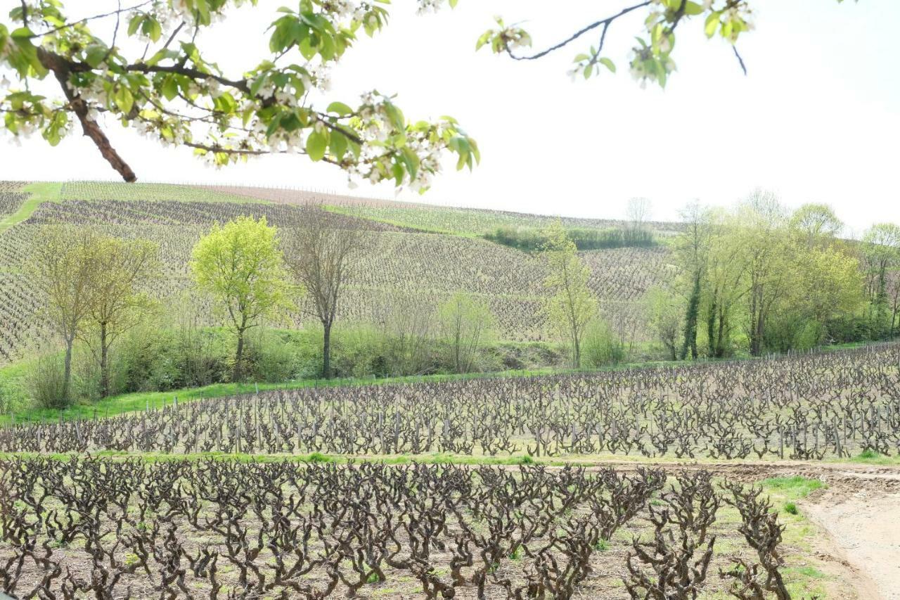 La Maison Des Vignes Charentay 외부 사진